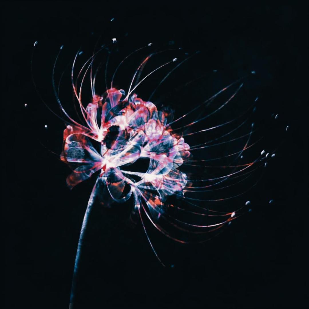 Flower on the other shore